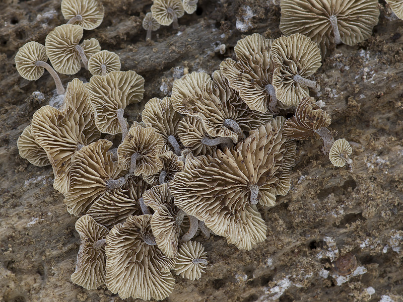 Simocybe coniophora